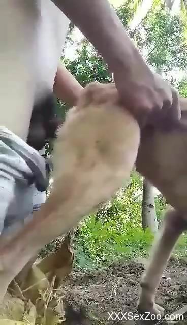 Aroused man fucks his furry dog in a pretty intense cam shag