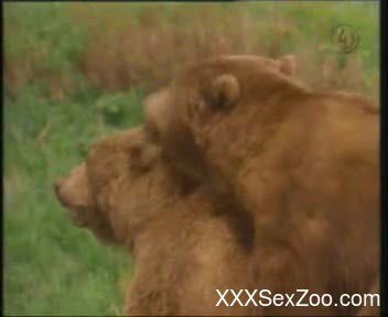 Bears fucking in the wild while horny voyeur watching