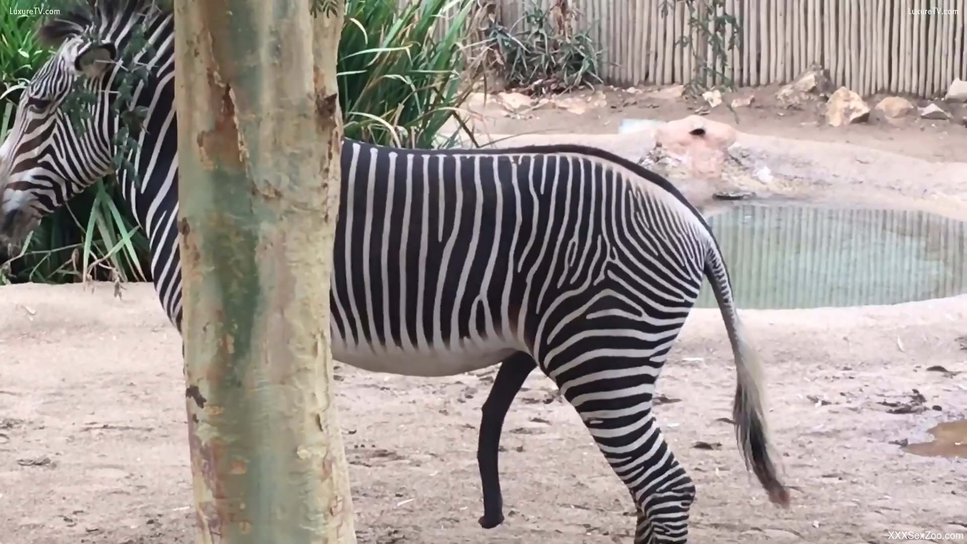Sexy zebra cock showcase in a voyeur style porn video