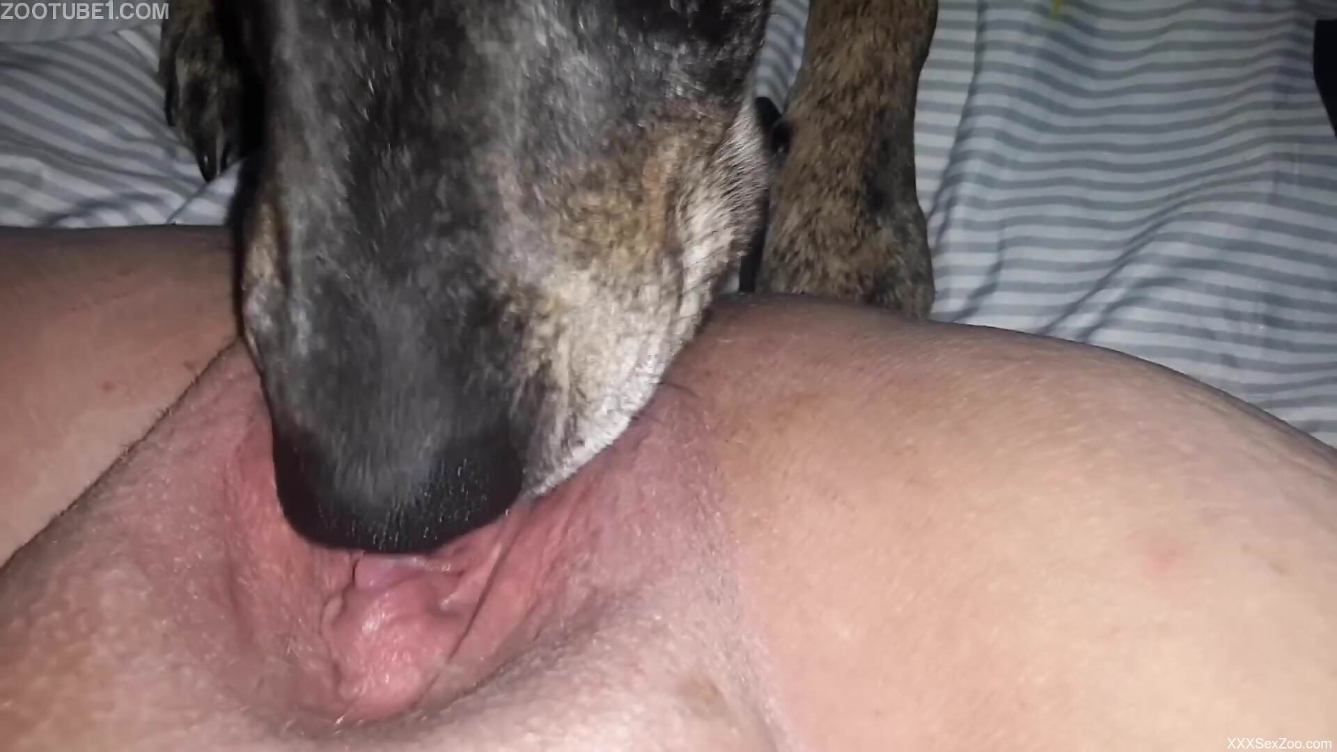 Dog licks woman's wet pussy in marvelous scenes while she moans