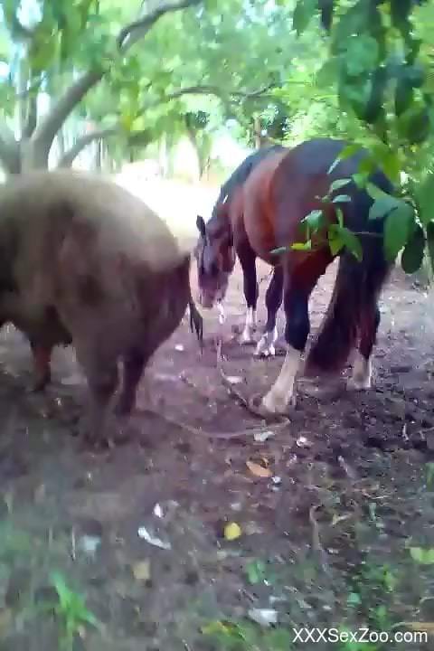 Well-endowed stallion fucking a horny animal from behind