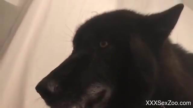 Redhead sucks dog's dick in pretty sloppy home scenes