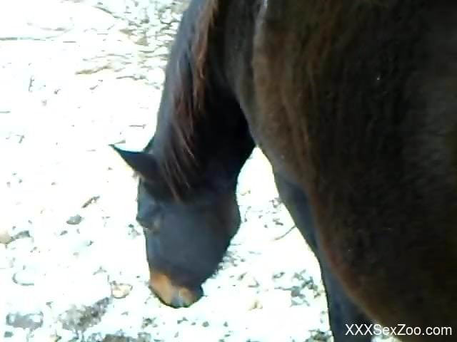 Guy feels attracted to the horse's huge dick