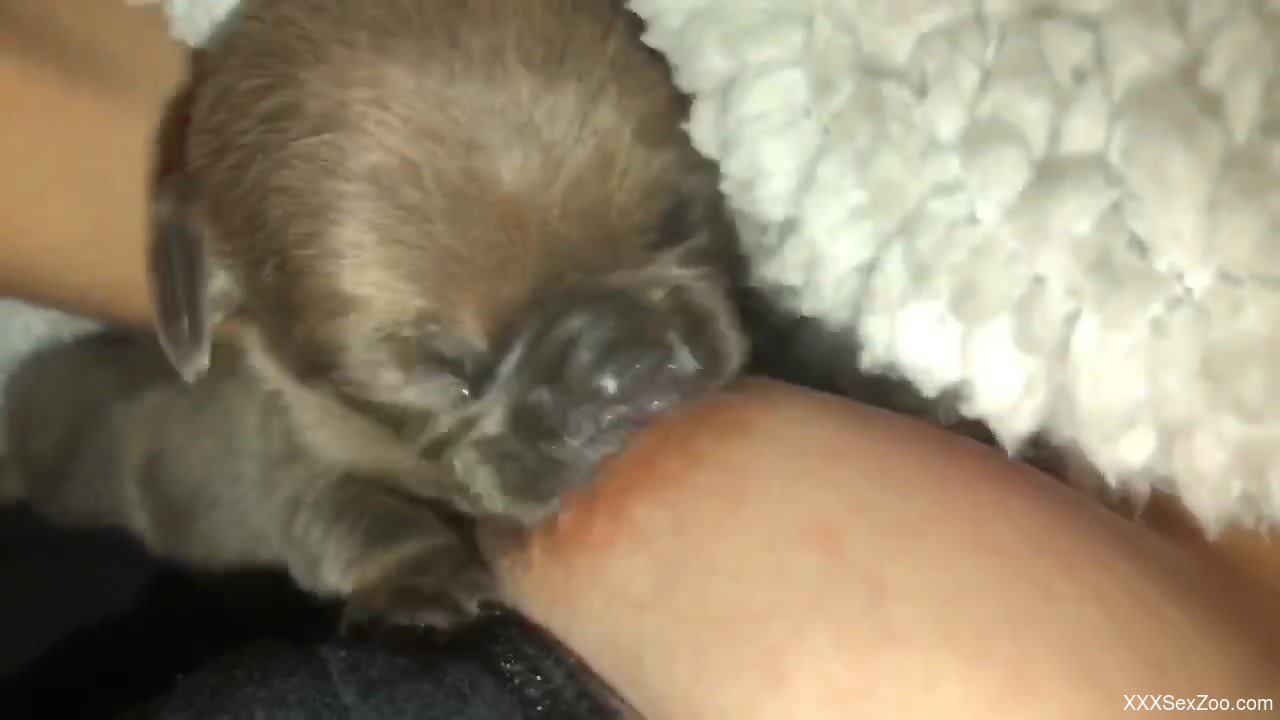 Small puppy licks owner's nipples in sexy zoo cam perversions