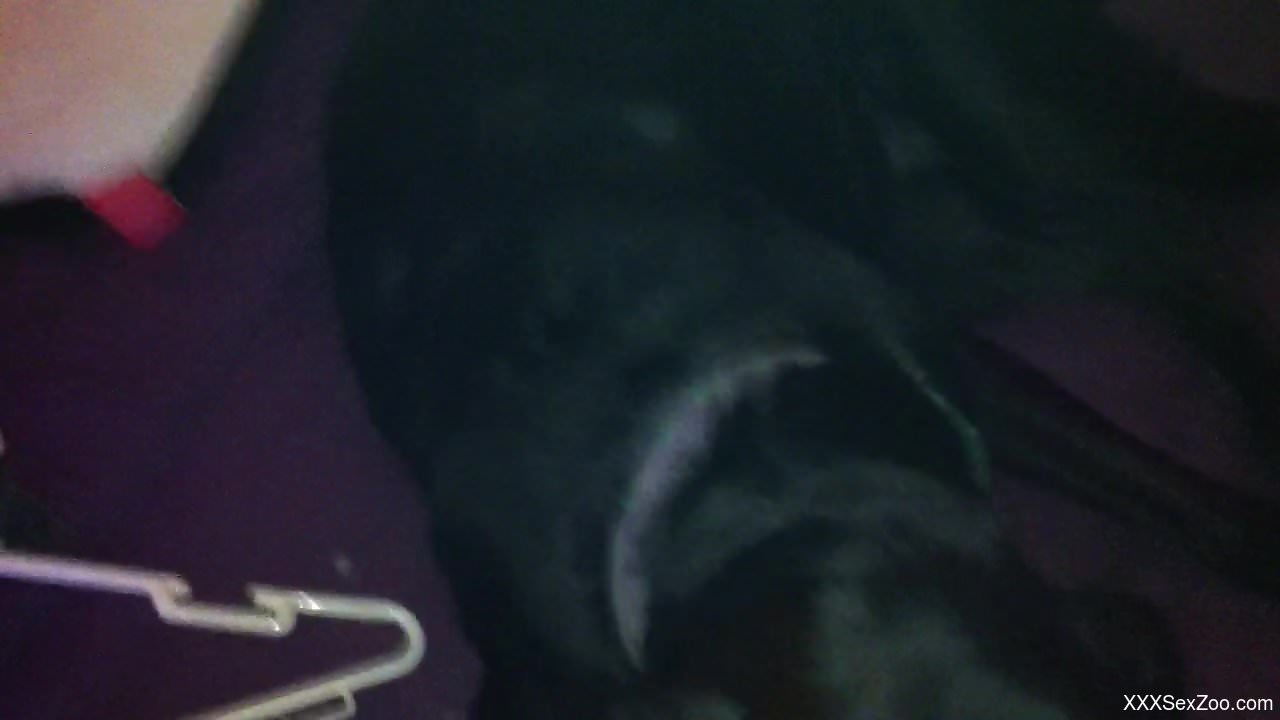 Sexy black dog enjoying a massive facial at the end