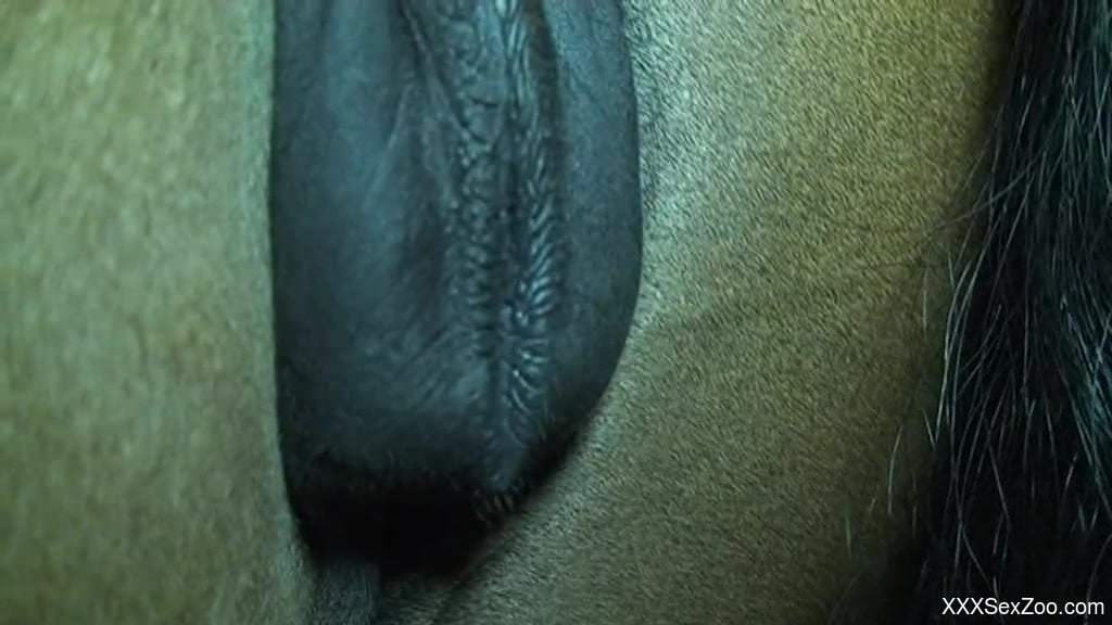 Closeup horse porn in brutal modes caught on cam