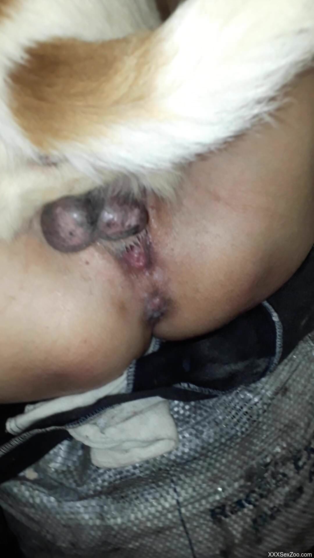 Aroused female feels dog's dick in her muff deeper than normal