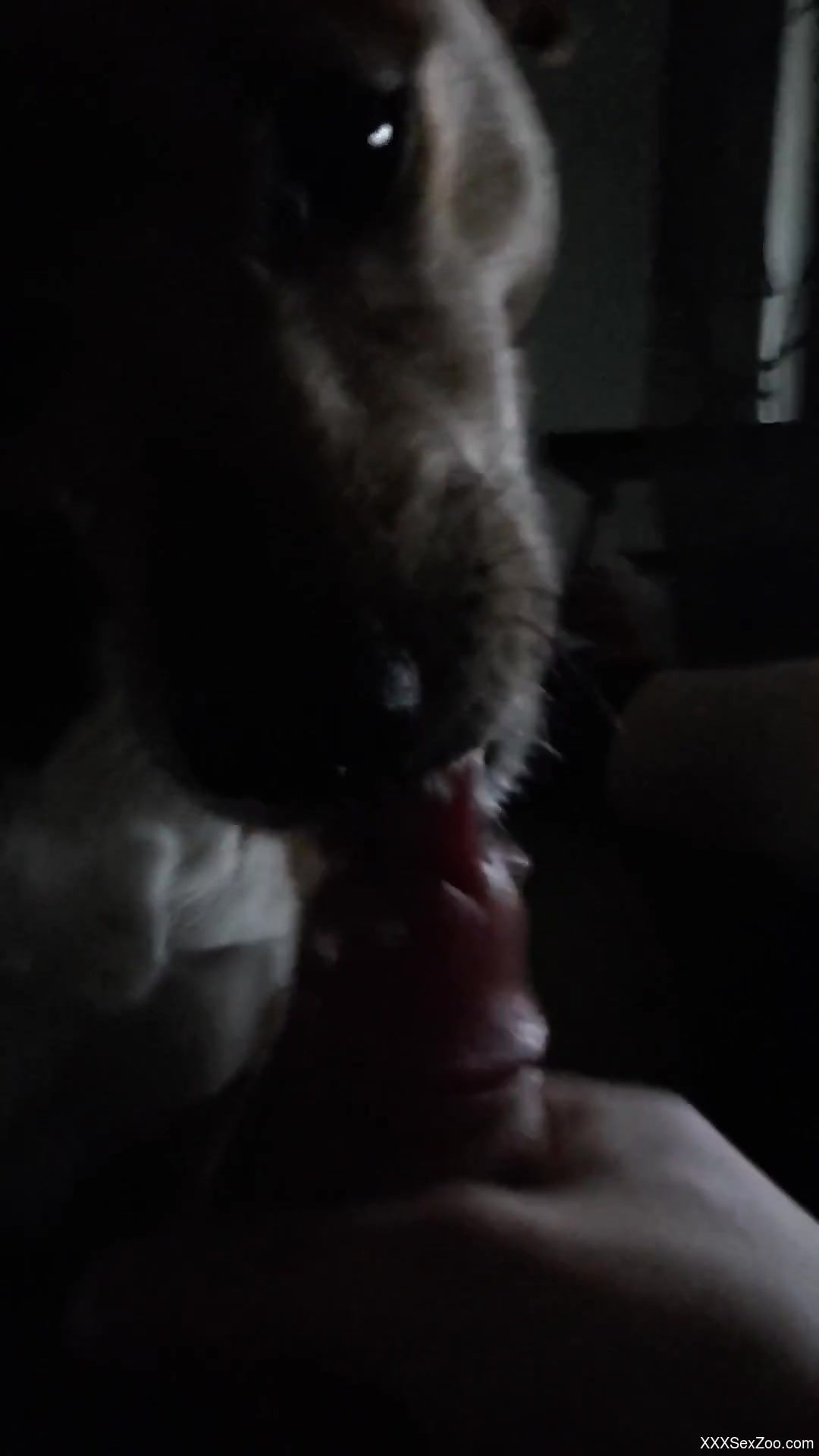 Nighttime blowjob from a very kinky animal, enjoy it in POV