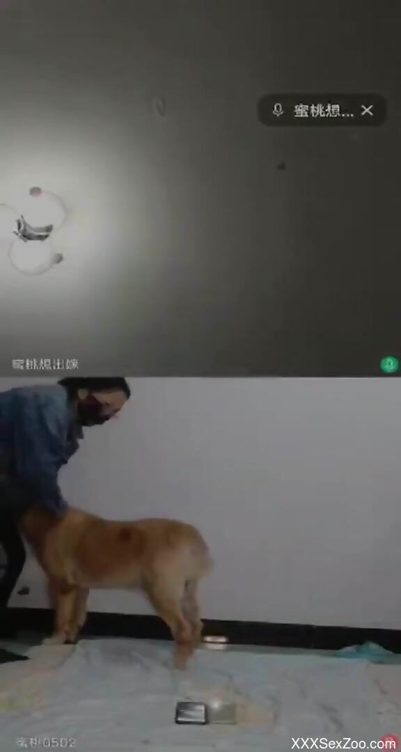 Sexy brunette tries dog dick in her hairy cunt while on cam