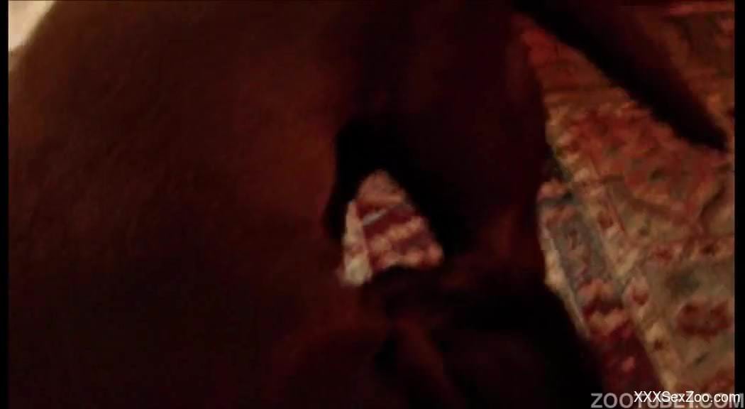 Trained black dog drills a gorgeous cheating blonde