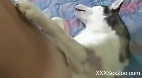 Nude man tries and sticks his big dick into the dog's tiny pussy