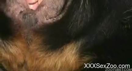 Lucky owner sticks his hard wiener in a tight shaved hole of a black dog