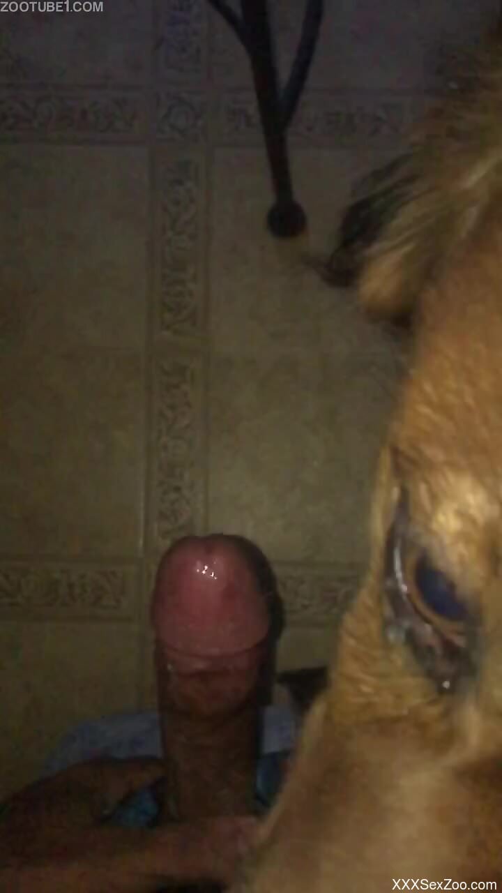 Dude's cock head getting licked by a dog in POV
