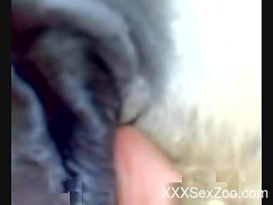 Close up video of a hairy zoophile and a doggo