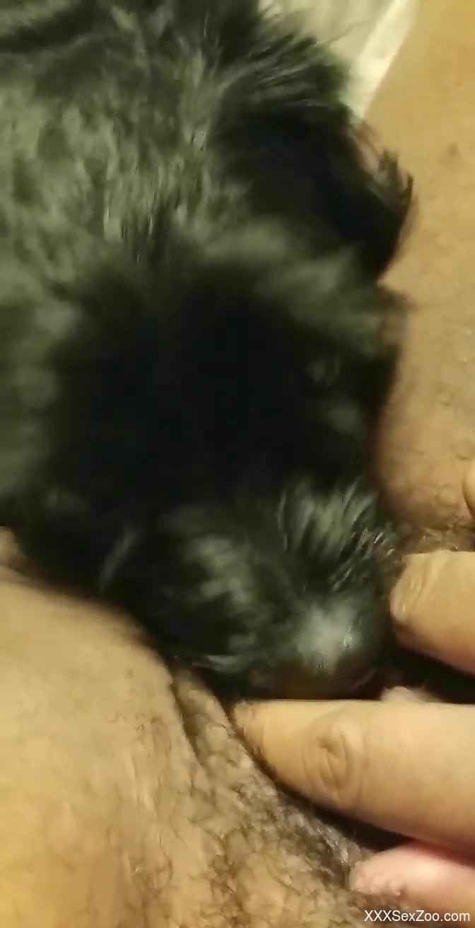Black dog showing its fuck skills in a close-up video