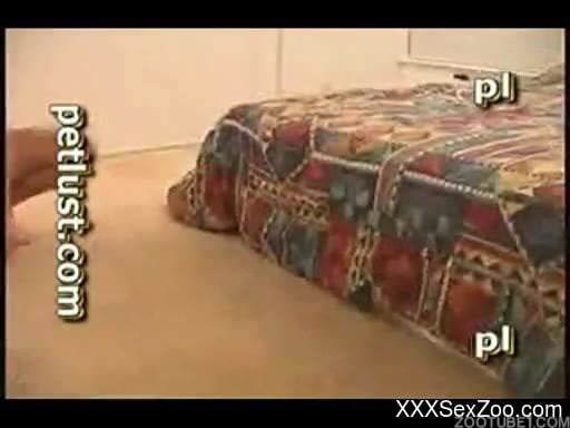 Playful dogs are enjoying dirty anal sex with men