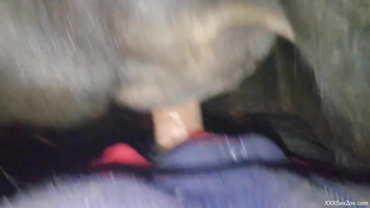 Man fucks a furry animal in the ass and records himself