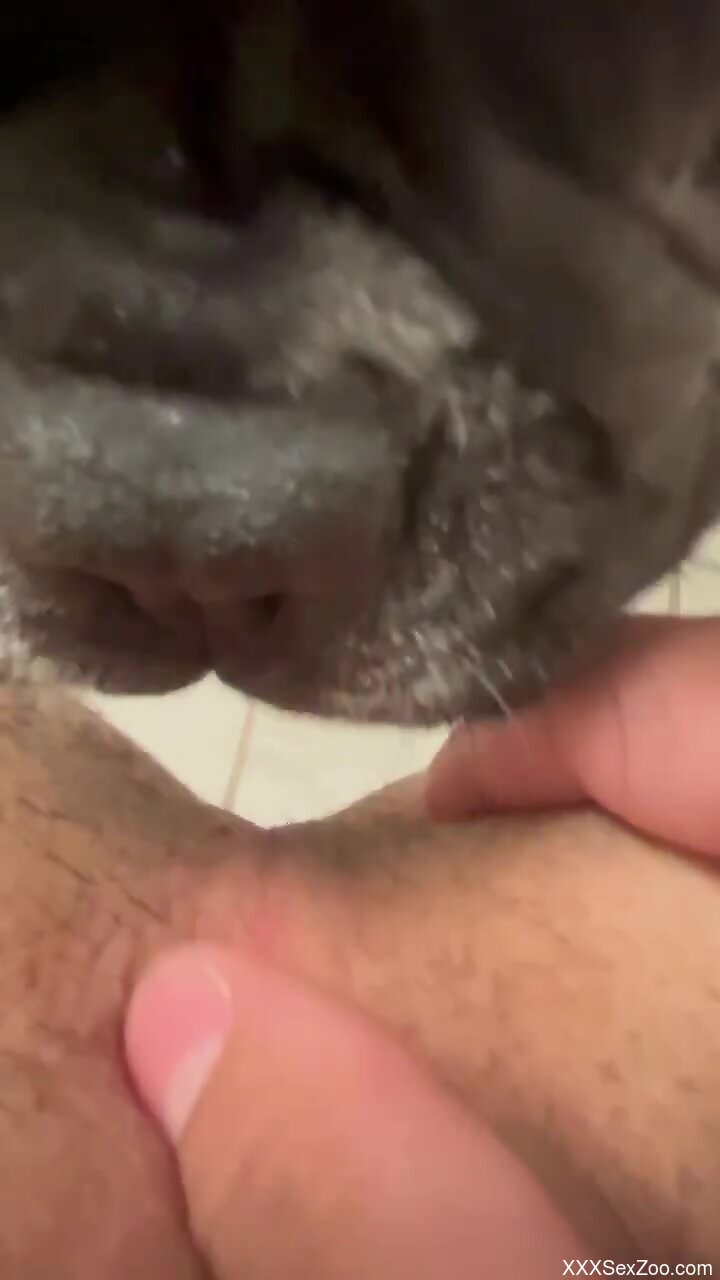 Truly wild POV oral sex with a sexy black bulldog