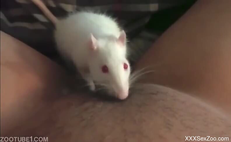 Mouse stimulates woman's clit when she masturbates on cam