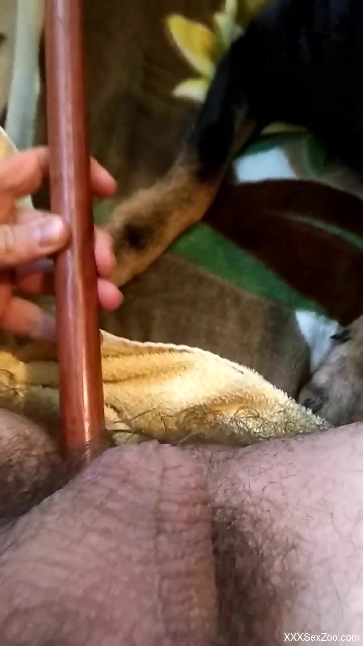 Kinky dog cannot wait to eat that hairy asshole