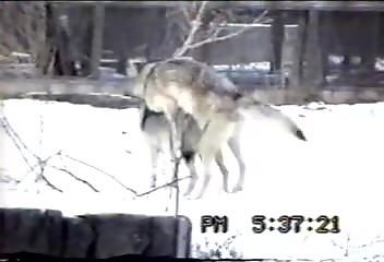 Wolves fucking make this horny zoo lover horny
