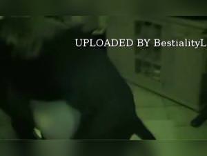 Extreme Dog Cock: Bestial Sex Frenzy