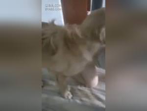 Dog Bangs Hardcore: XXX Videos, Hot Sluts