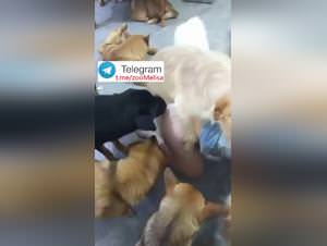 Chinese Woman Dog Sex Party 2