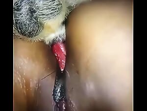 Wild animal sex and frenzy