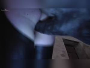 Dog fucking : extreme porn & bitches