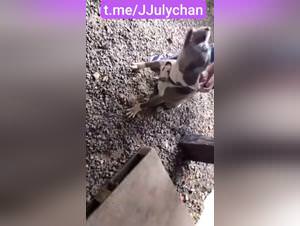 Juli 7: amateur sex with dog