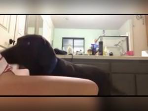 Strayx: Dog fucked up - Hardcore Zoophilia