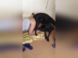 Zoo Skool: Extreme Art, Dog Knot Sessions