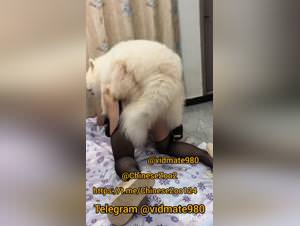 Chinese Dog Sex Video