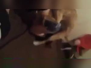 She Devil Dog Fuck Friskys Good Fuck