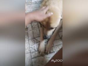 Submissive Wife Dog Sex 1