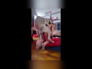 Extreme Doggie Style: Hardcore Pups Action