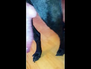 The best dog fuck plans