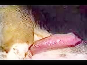 ICarly and her dog: a forbidden love story