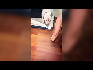 Bestiality Taboo: Sucking Cock at Home Alone Part 7