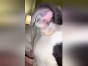 Beast tube xvideos - extreme coco