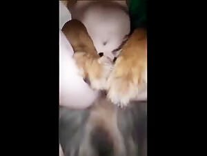 Hard dog sex: animal bestiality porn