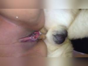Dog xxx: extreme animal fucking