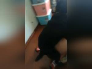 Bitch Fucked by Dog - Extreme Porn Videos
