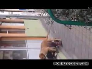 Horse fucks slut wild sex