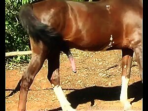 Zoophilia vids: fucking with horses in a meadow