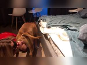 Doggy Style Extremes: Sonya's Animal Sexcapades