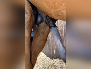 Excited stallion: hardcore bestiality action