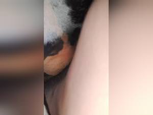 Cow pussy fucks dog extreme