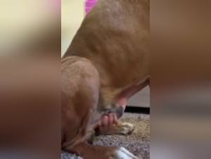 Dog fucks girl, Extreme Masturbation